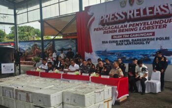 DIRKRIMSUS POLDA KEPRI HADIRI KEGIATAN KONFERENSI PERS PENYELUDUPAN BENIH BENING LOBSTER SEBANYAK 237.305 BENIH BENING LOBSTER SENILAI 23,6 MILIAR RUPIAH